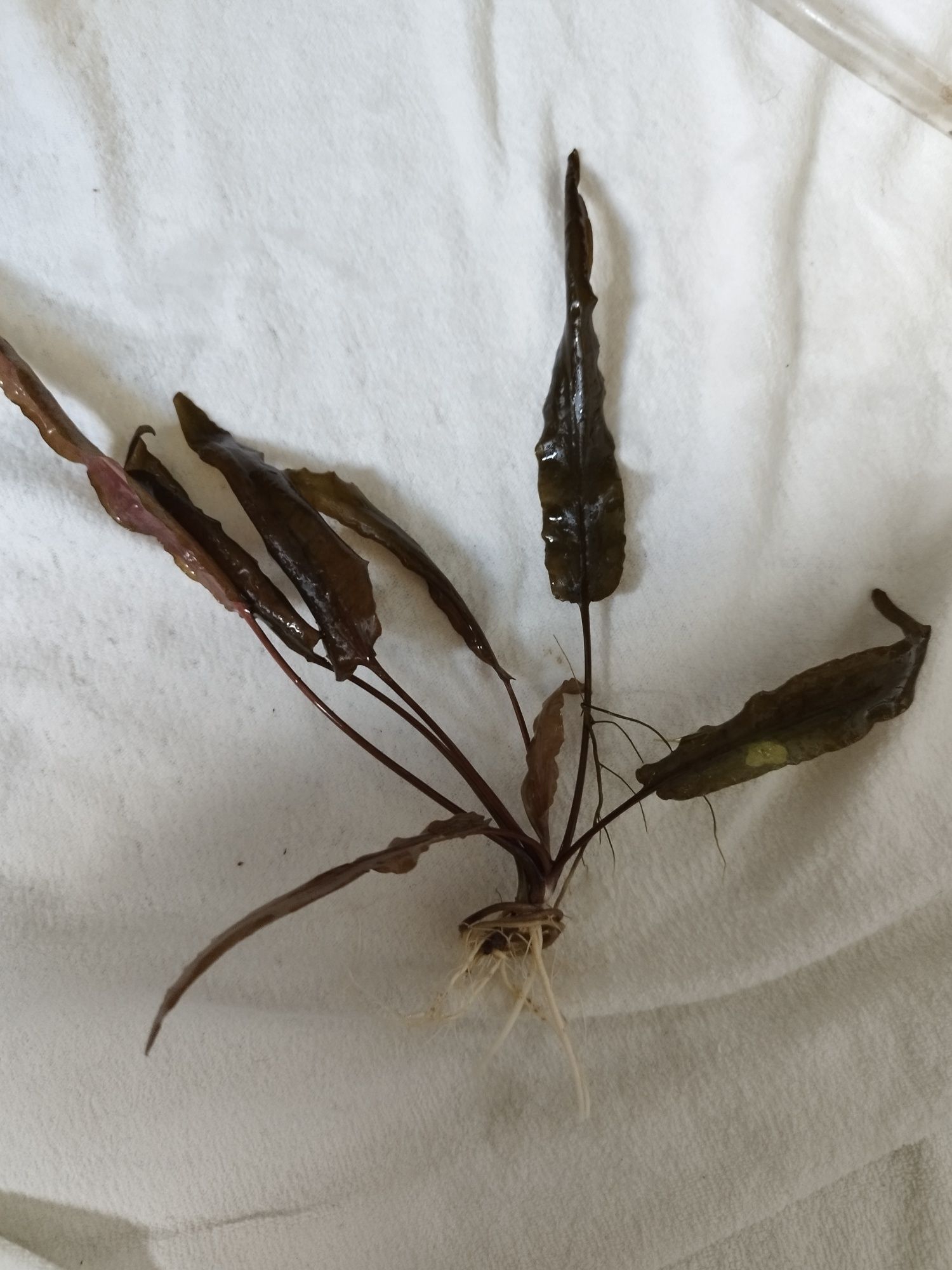 Kryptokoryna 30cm