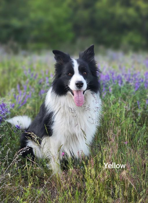 Border collie ZkwP/FCI samiec