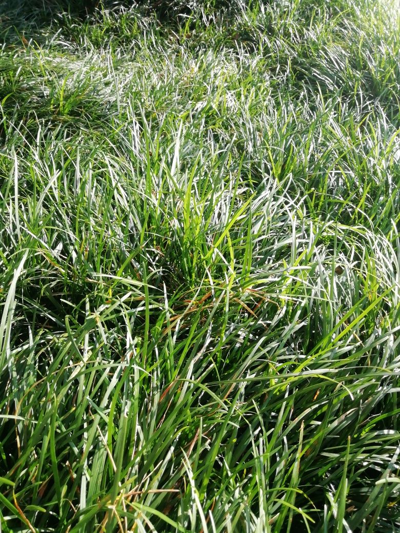 Relva para jardim