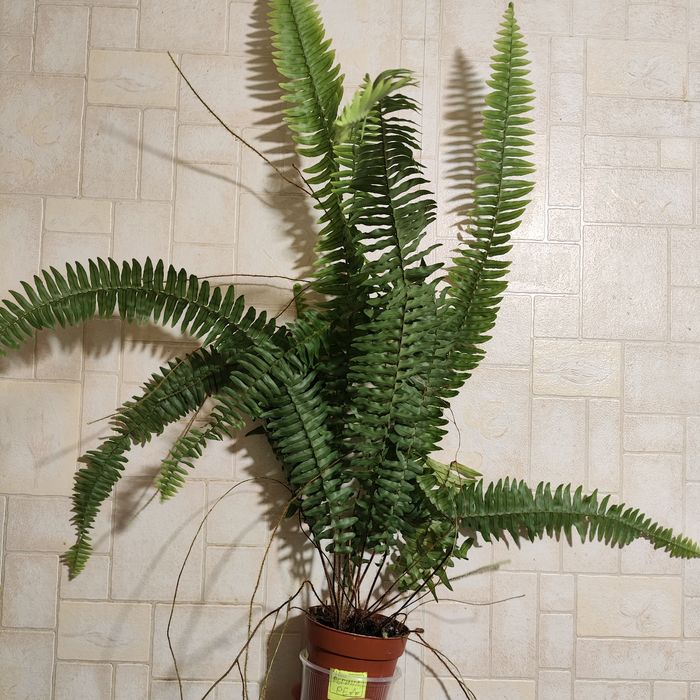 Нифролепис обыкновенный и карликовый.