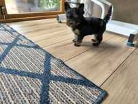 Yorkshire terrier stalowo-czarna sunia
