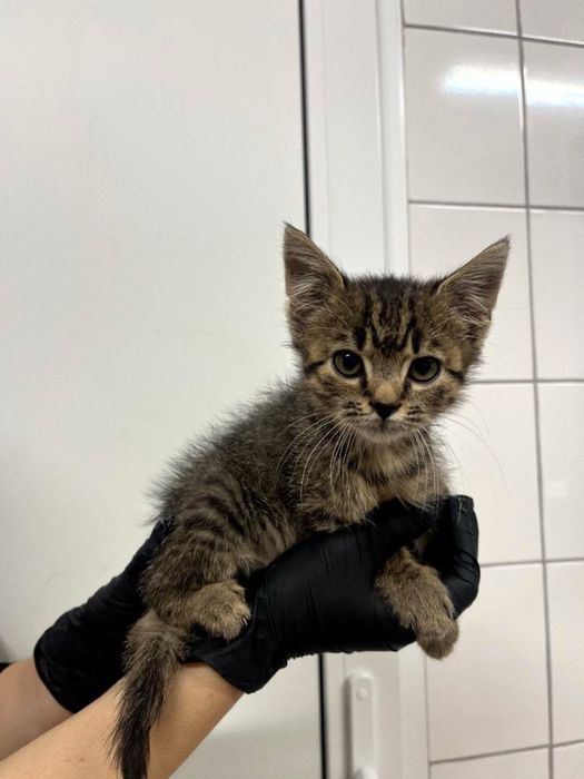 Кошеня шукає дім