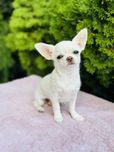 Piękna sunia FCI chihuahua krotkowlosa kremowa cream