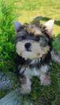 Yorkshire terrier piesek mini