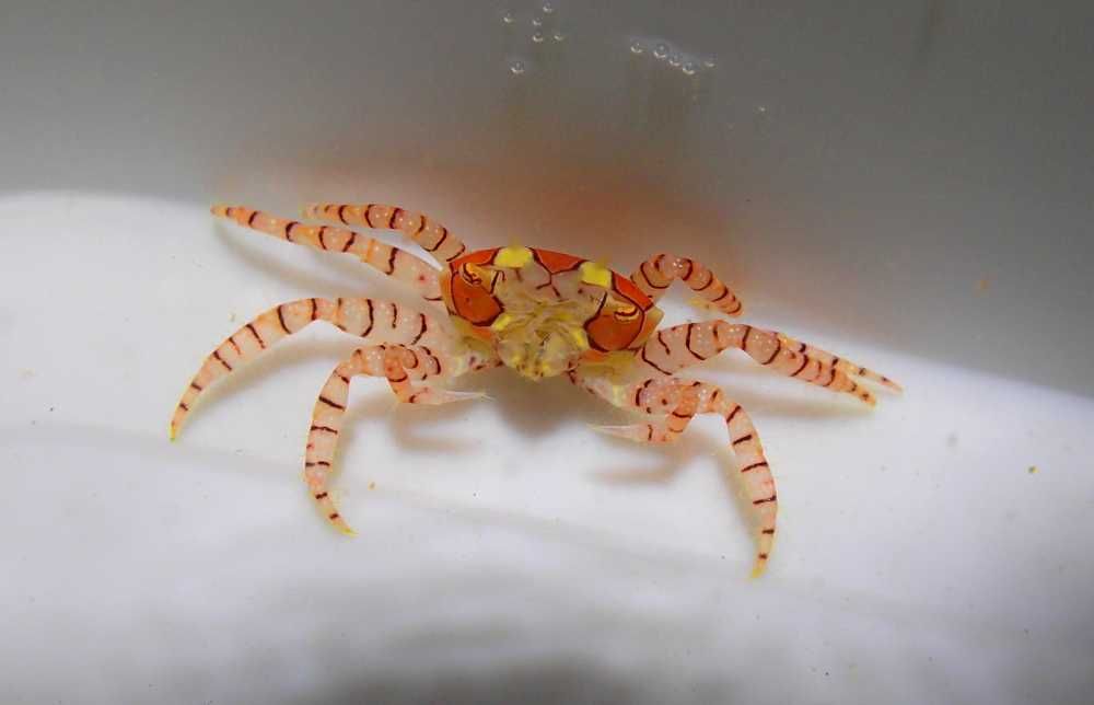 Lybia tessellata - Pom Pom Crab - Krab - akwarium morskie