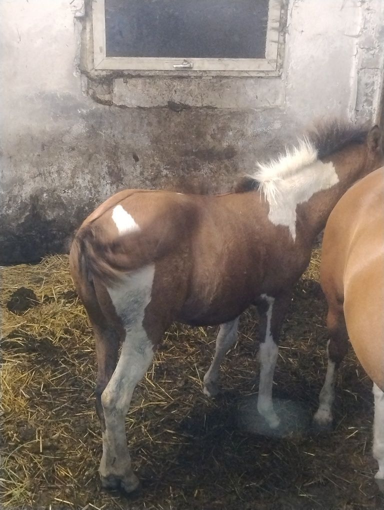 Klacz huculska  (źrebica)