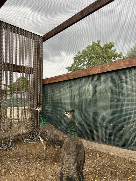 Pavoes jovens  filhos de pavoa branca