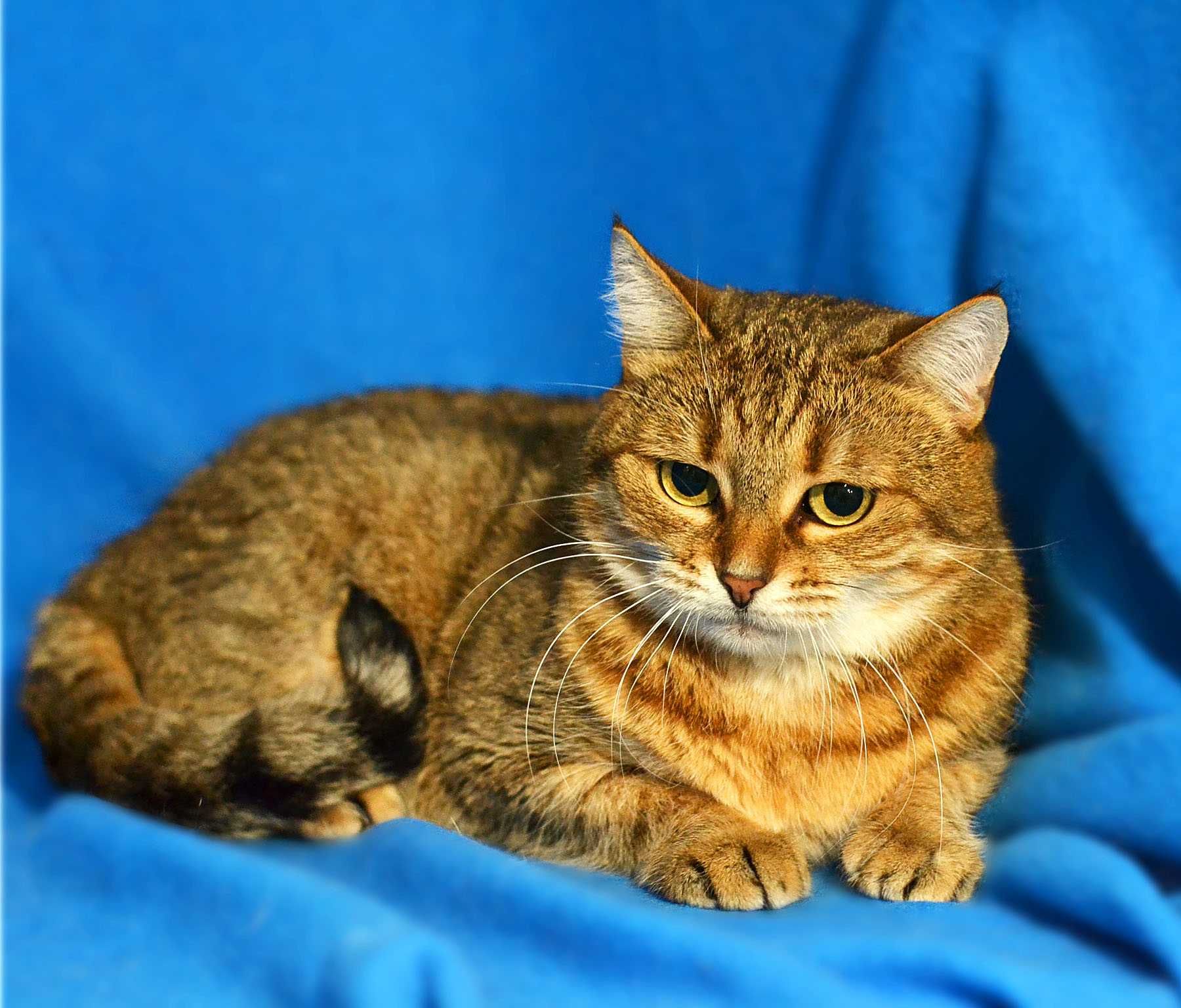 Злата, 1 год, шикарная кошечка цвета табби, кошка кот
