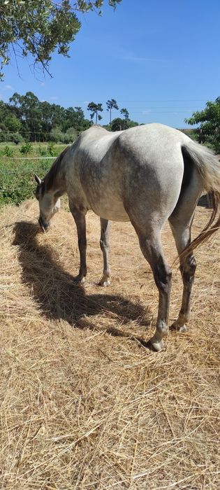 Égua PSL Veiga letra Q montada