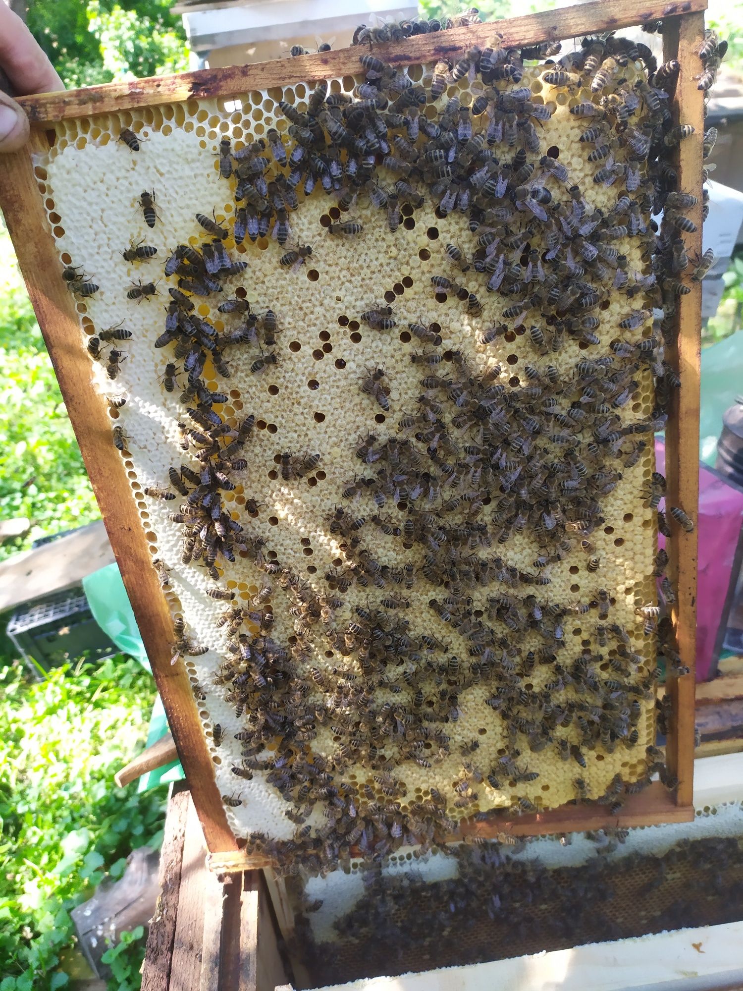 Бджолопакет даданівстка рамка