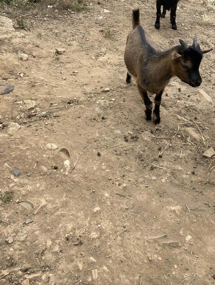 Cabra e Cabrito para mudar de pasto
