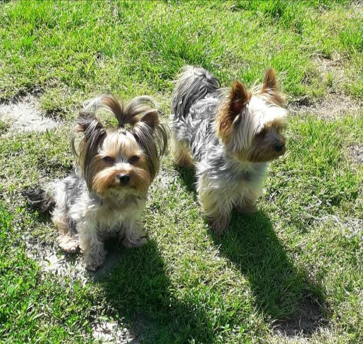 Yorkshire terrier szczenię