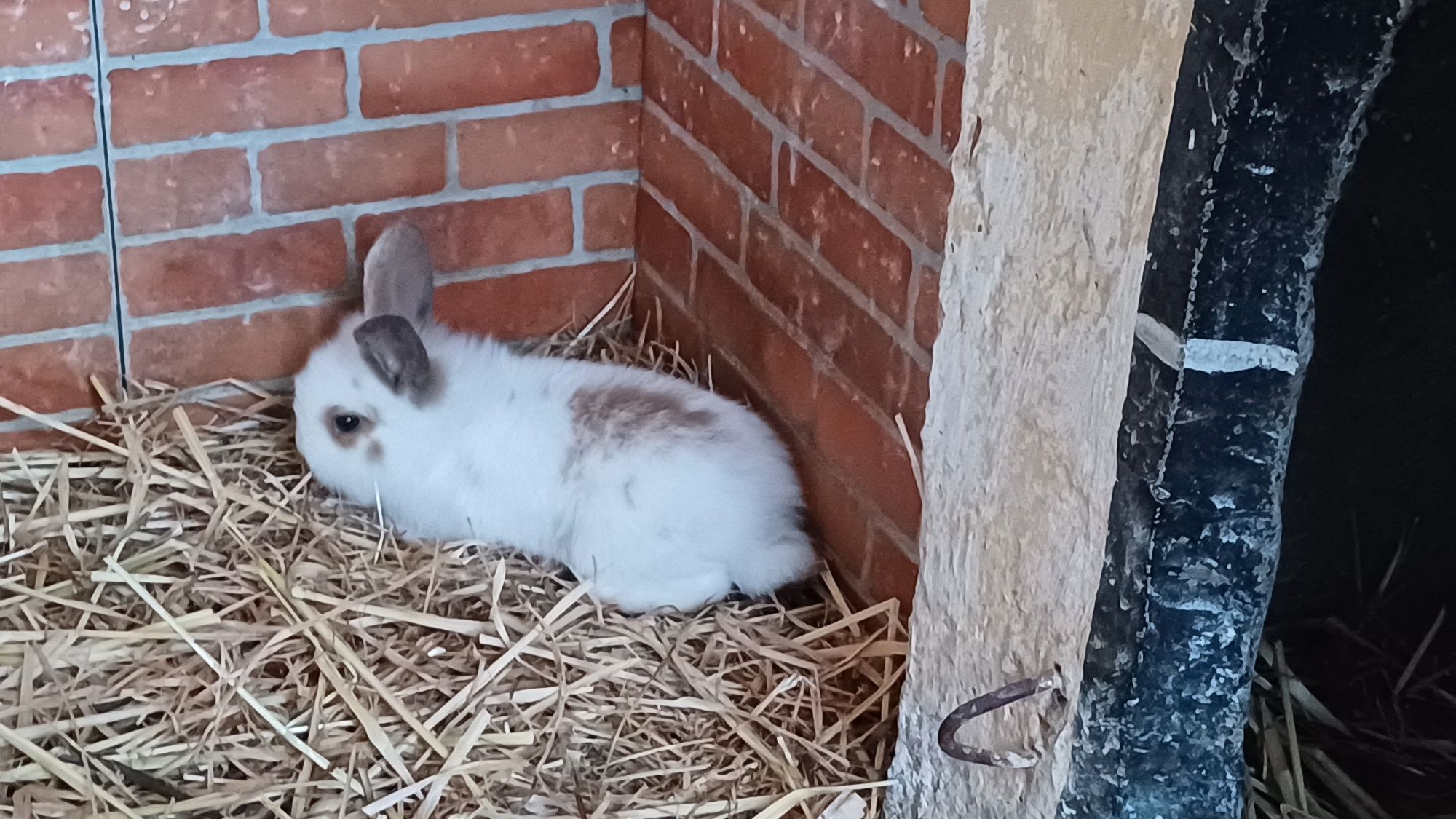 Animais de estimação