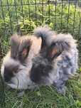 Angora Angielska yorczek