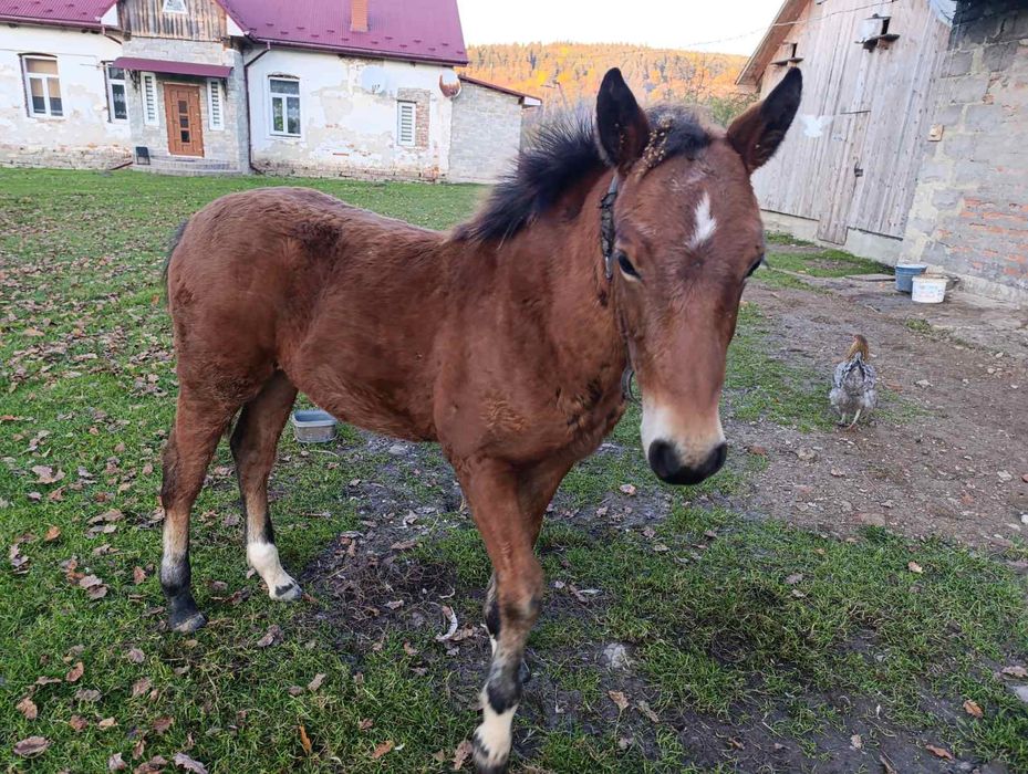 Продається лоша (він).