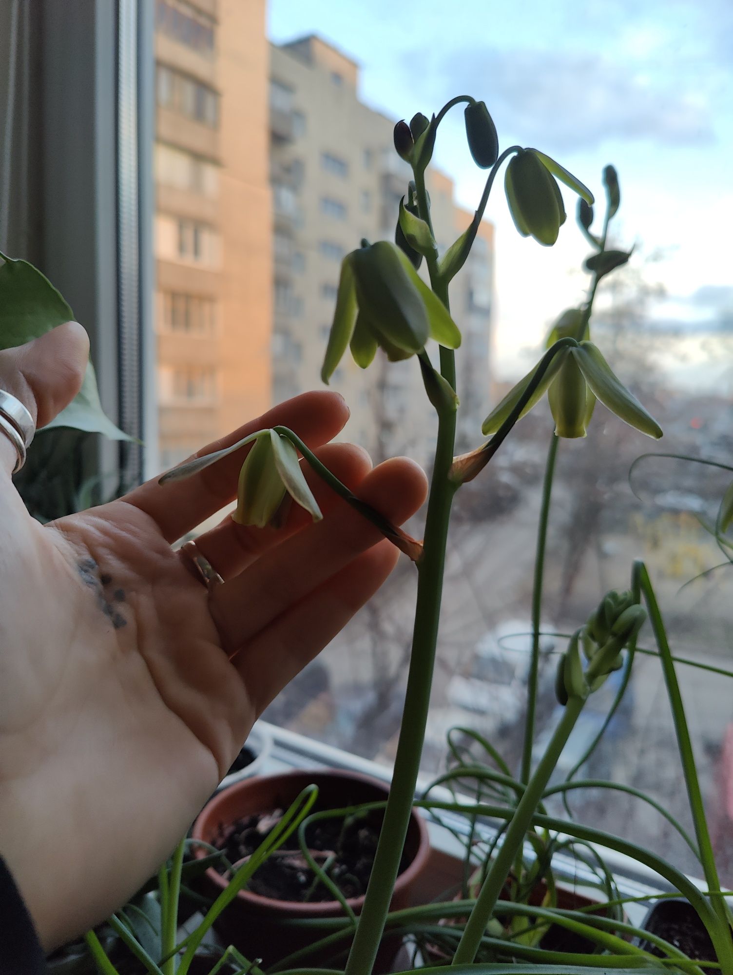 Albuca spirals, альбука спіральна, спіраліс