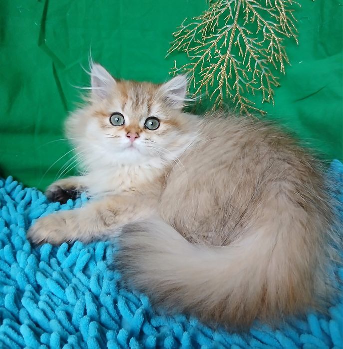 Золотаяшиншилла девочка длинношерстная британская