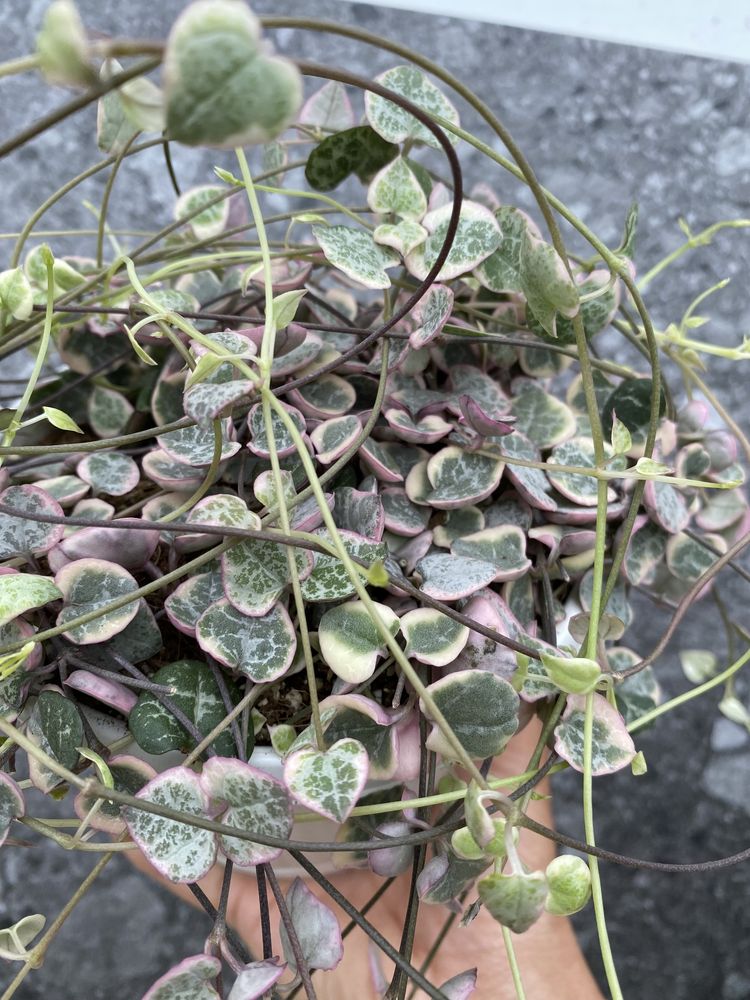 Церопегія Вуду варієгатна , Ceropegia Woodi