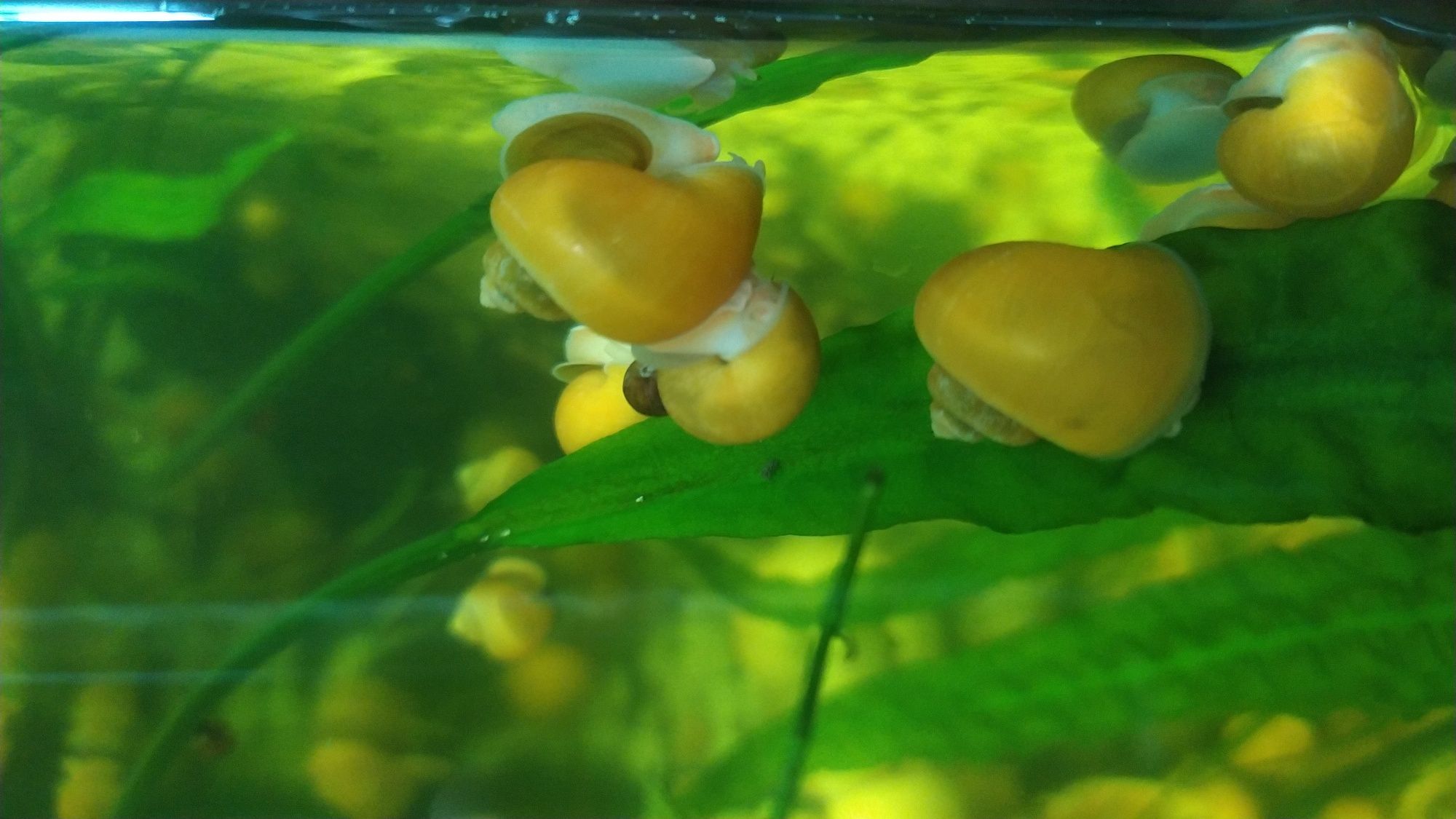 Ампулярія, акваріумні жовті равлики, ампулярия, жёлтая улитка.