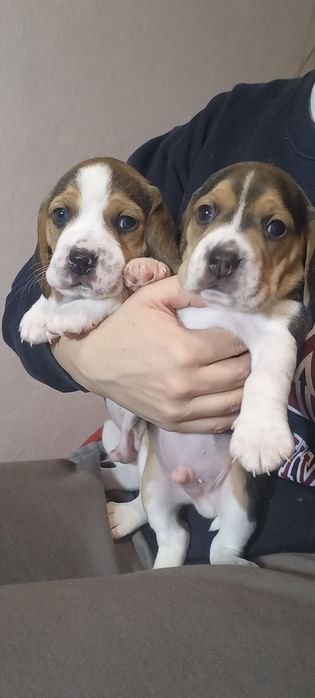 Продам маленьких цуценят бігля