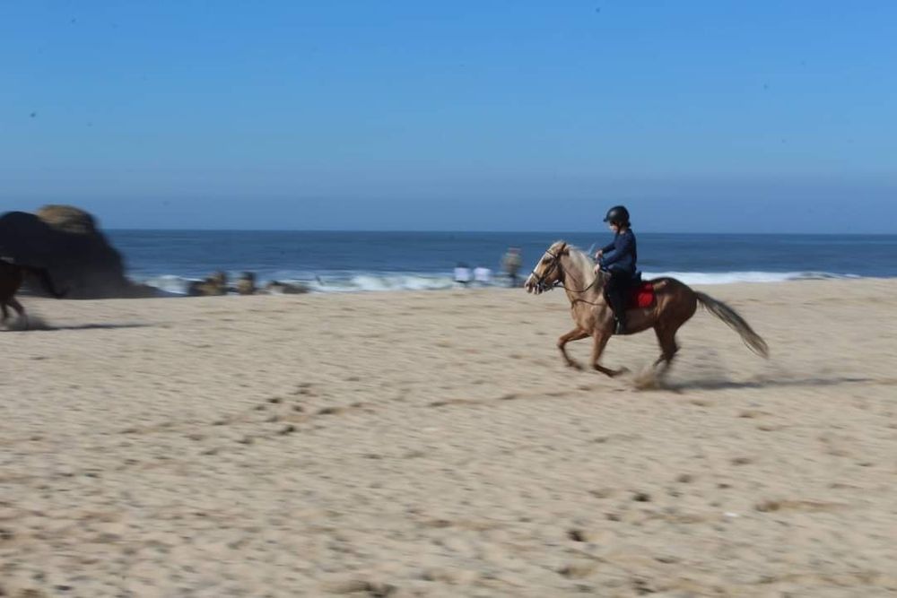 Cavalo castrado para terapias aulasas