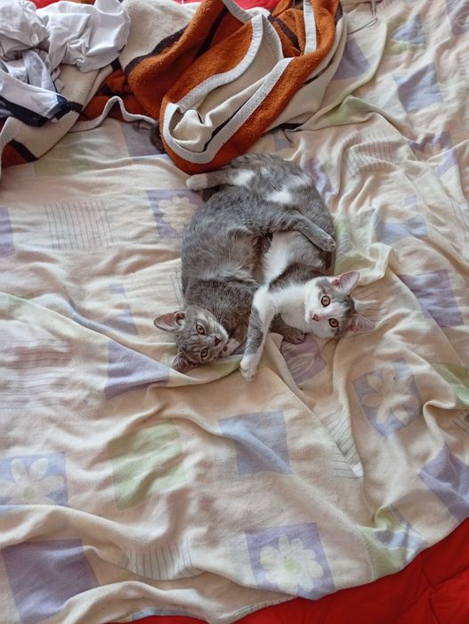 Кішечкам у добрі руки