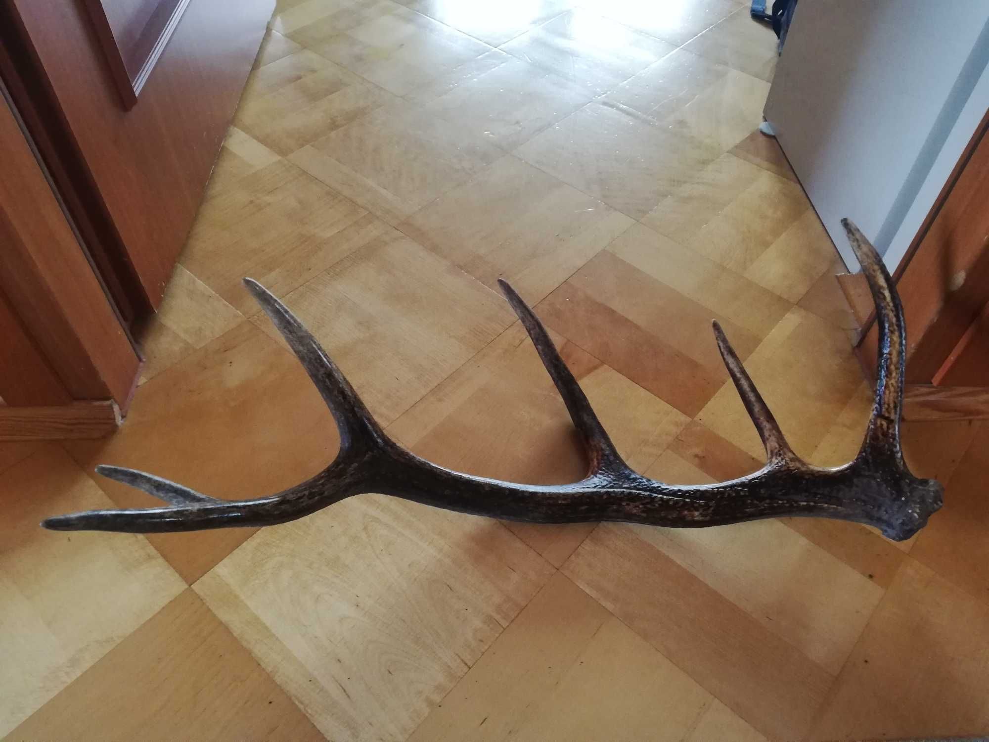 Zrzut, poroża, rogi