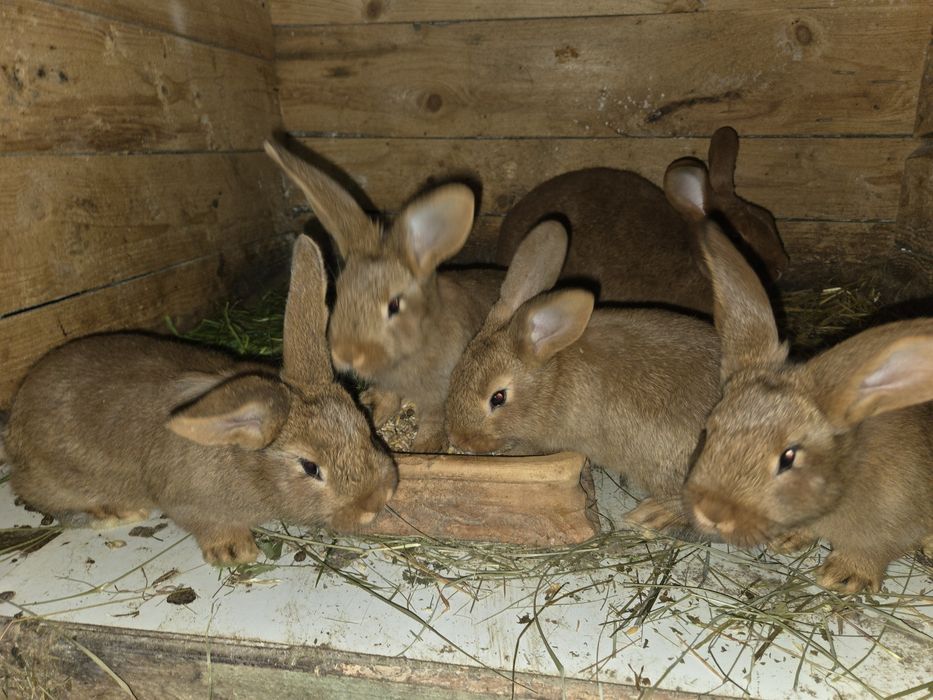 Króliki  mieszańce