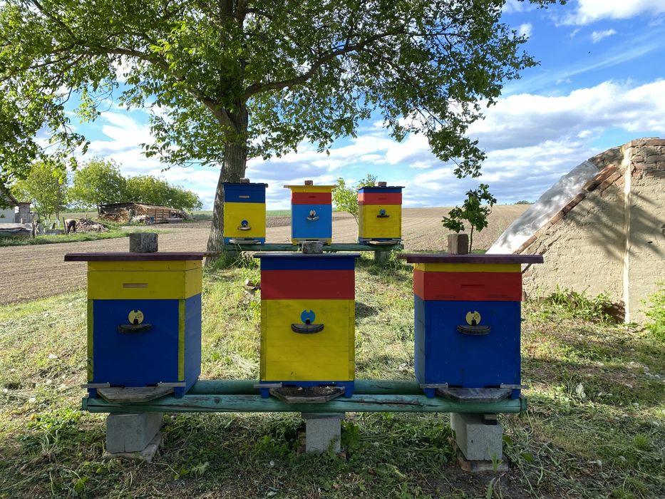 Терміново продам пасіку