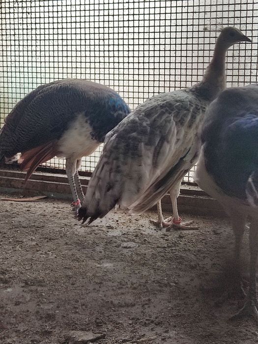 Pavões alecrins e azuis