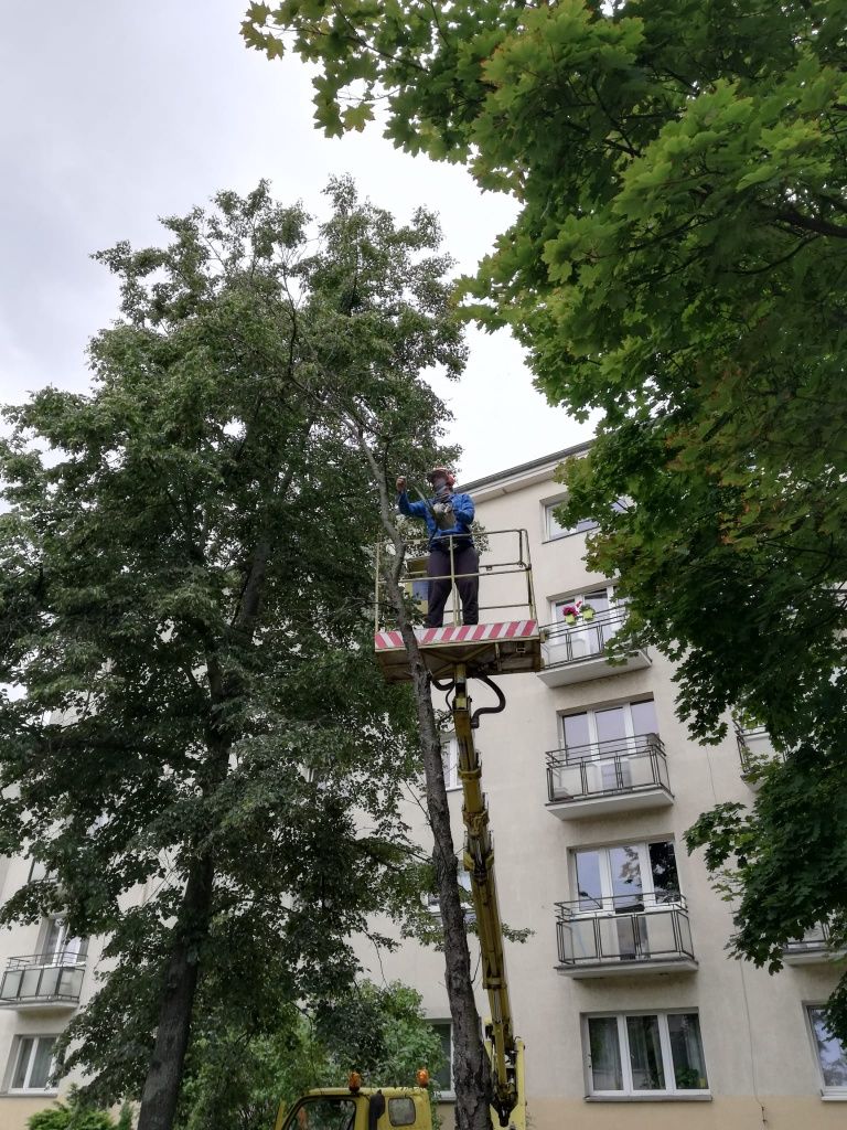 Pilarz arborysta wycinka i pielęgnacja drzew , usuwanie jemioły