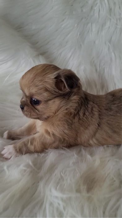 Chihuahua piesek merle długowłosy