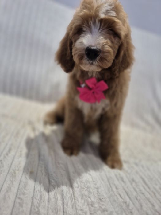 Goldendoodle f1 standard