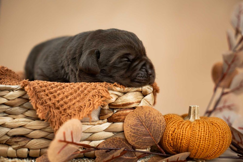 Шоу класс Лабрадор Ретривер