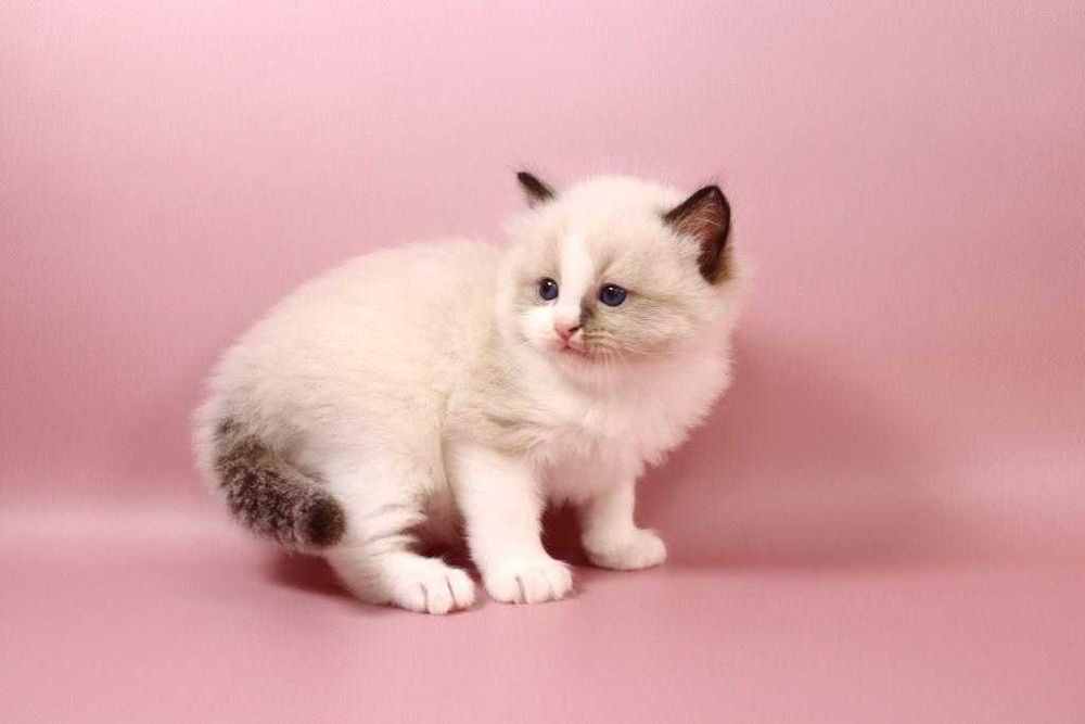 Котик з яскравими синіми очима-порода Ragdoll //регдолл