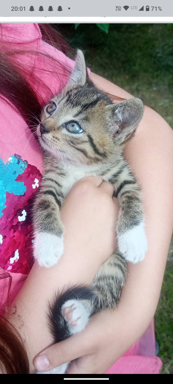 Koty kotki kocieta