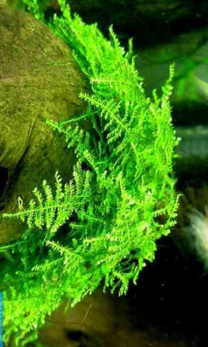 Аквариумные растения .