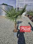 Trachycarpus fortunei