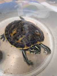 Żółw wodno-lądowy