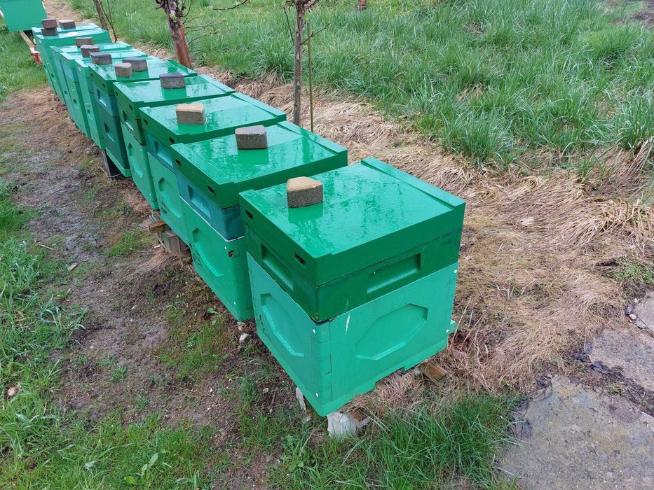 Sprzedam ule Dadant z pszczołami