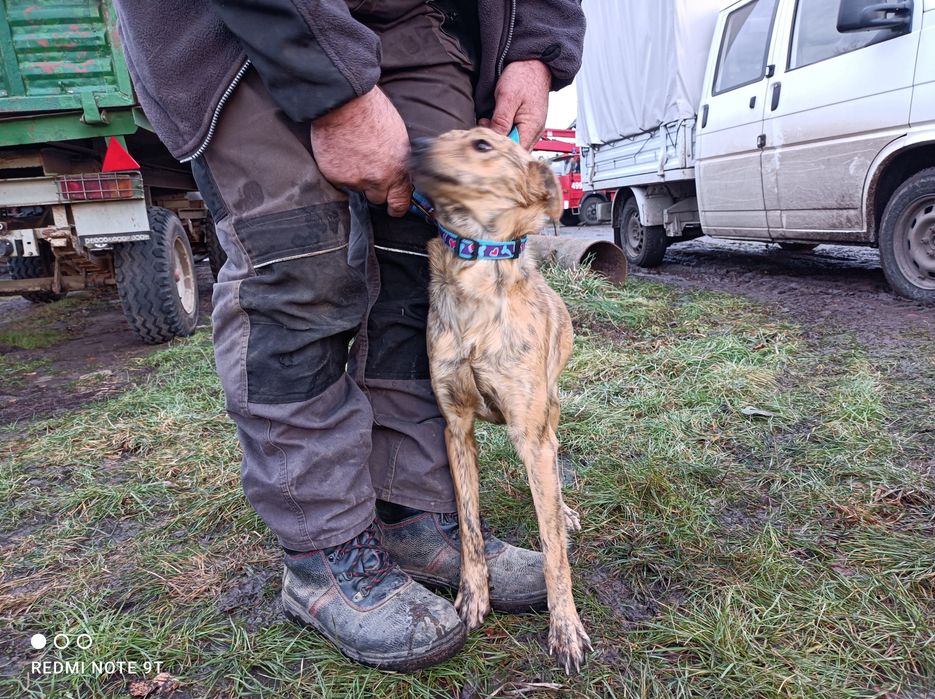 Do adopcji wesoła miła , młodziutka sunia w typie charcika.