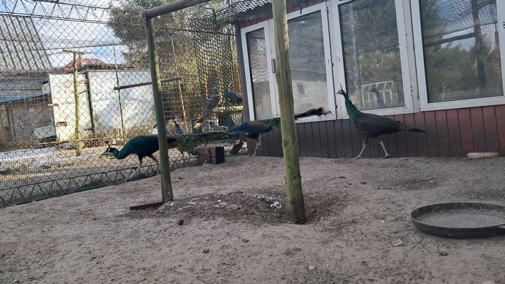 Pawie szmaragdowe