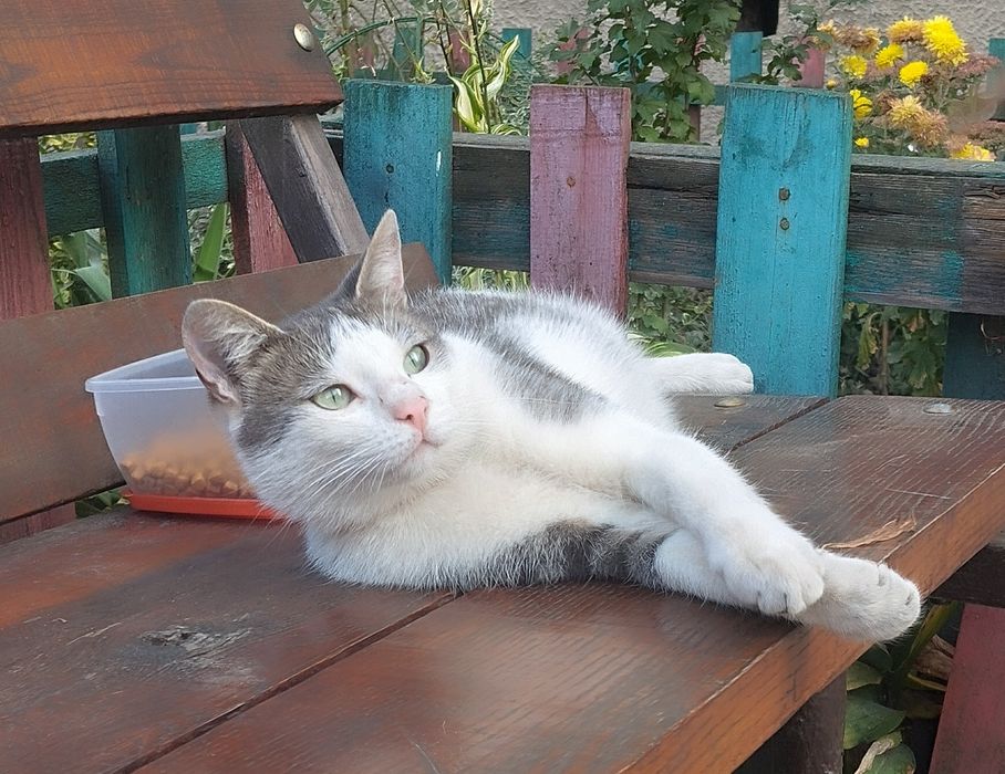 Безкоштовно котик