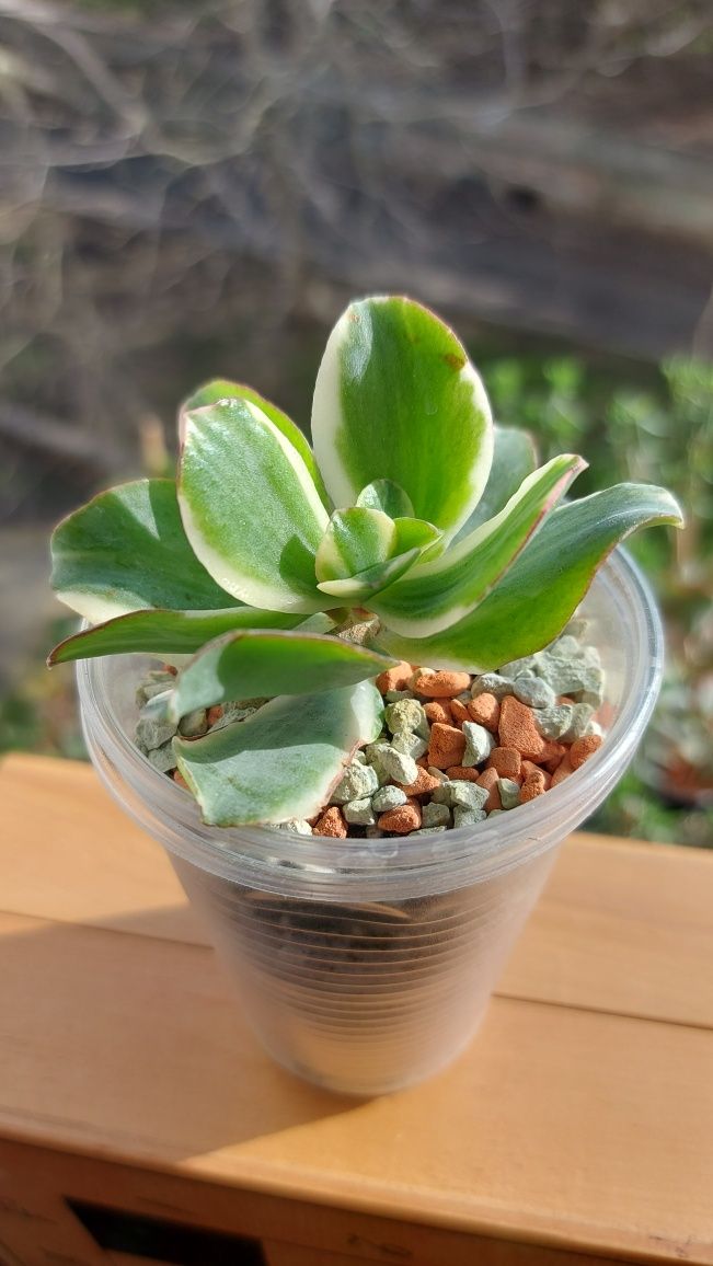 Crassula Curly Green variegata