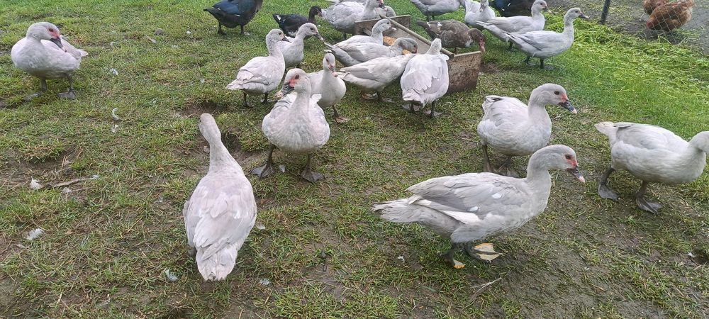 Kaczki piżmowe perłowe