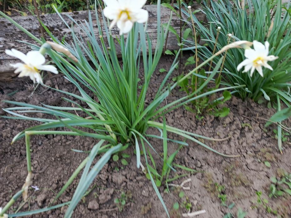 Луковицы нарциссов.