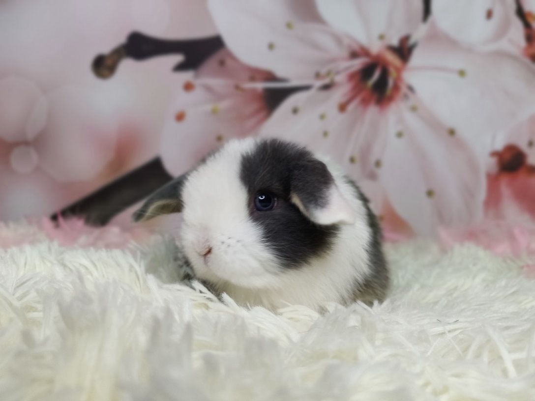 Króliczki Mini Lop. Urocze maluszki do rezerwacji. Komplet szczepień.