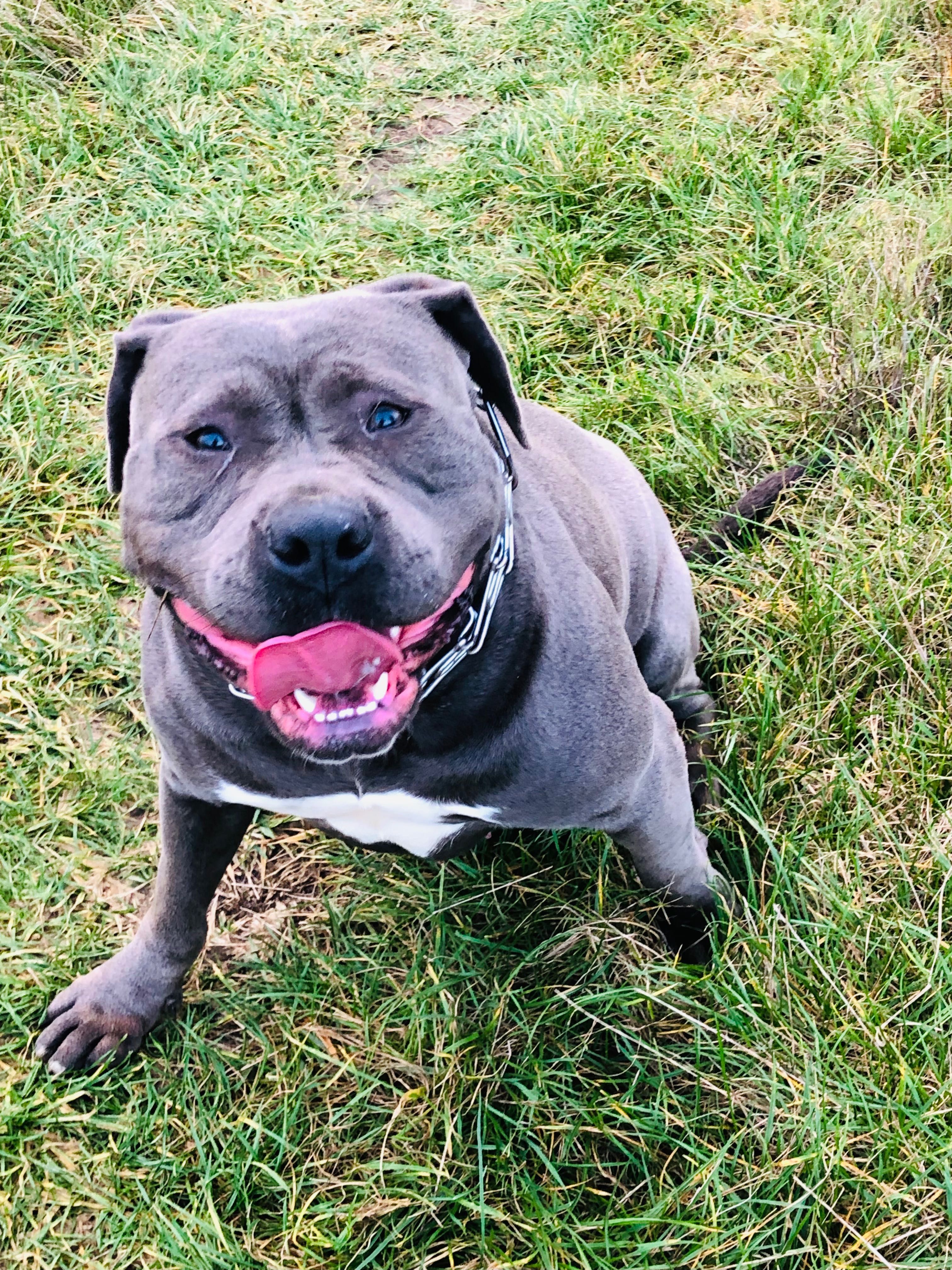 Amstaff amstaf american staffordshire terrier