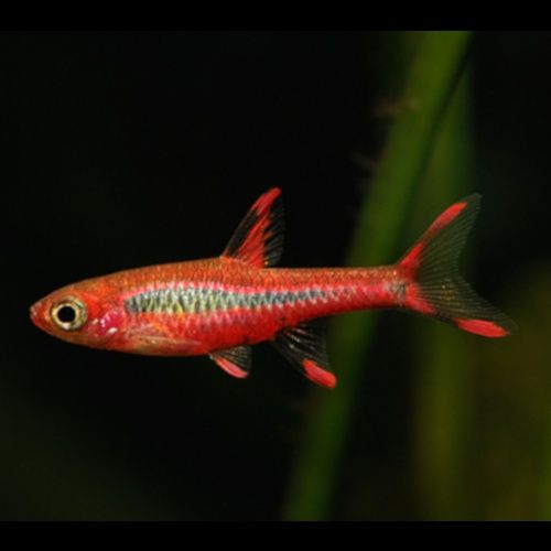 Peixe rasbora mosquito