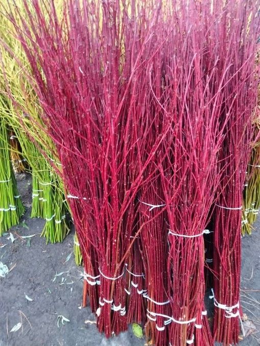 Wierzba sachalijska/ Dereń czerwony